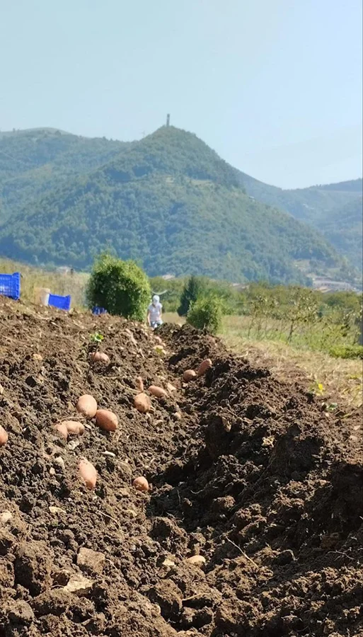 patata-di-badia_13