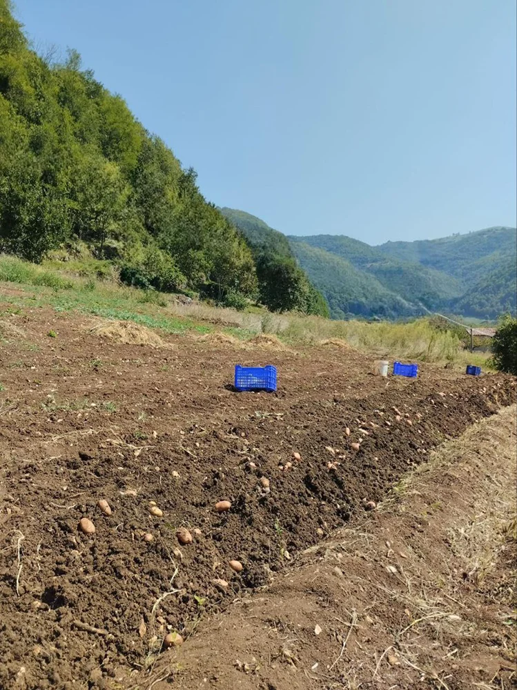 patata-di-badia_7